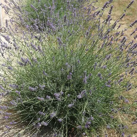 Drazan דירה שיבניק