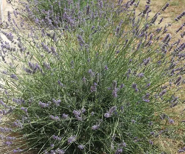 Drazan 아파트 시베니크